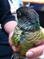 [Conure][ウロコインコ][ウロコインコ][インコ]くるみ（ぷいっ！）