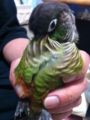 [Conure][ウロコインコ]