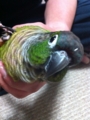 [Conure][ウロコインコ][ウロコインコ][インコ]くるみ（あら、やだっ！）