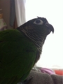 [Conure][ウロコインコ]