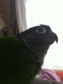 [Conure][ウロコインコ]