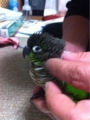 [Conure][ウロコインコ][ウロコインコ][インコ]くるみ（快感タイム！）