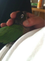 [Conure][ウロコインコ][ウロコインコ][インコ]くるみ（居心地いー）