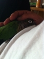 [Conure][ウロコインコ][ウロコインコ][インコ]くるみ（寝ちゃおう）