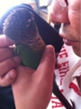 [Conure][ウロコインコ][ウロコインコ][インコ]くるみ（怒られてるんだけどさー）