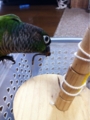 [Conure][ウロコインコ][ウロコインコ][インコ]くるみ（これに煤をつけるとか？）