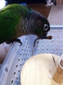 [Conure][ウロコインコ][ウロコインコ][インコ]くるみ（この家、ド近眼しかいないのー！）