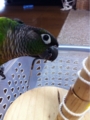 [Conure][ウロコインコ][ウロコインコ][インコ]くるみ（くーのメガネだかんねー！）