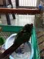 [Conure][ウロコインコ][ウロコインコ][インコ]くるみ（今日は寒いや）