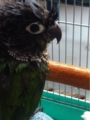 [Conure][ウロコインコ]