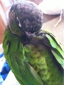 [Conure][ウロコインコ][ウロコインコ][インコ]くるみ（昨日、きれいきれいしたからねー！）