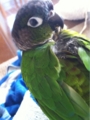 [Conure][ウロコインコ][ウロコインコ][インコ]くるみ（おぐしが乱れちゃった）