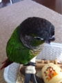 [Conure][ウロコインコ][ウロコインコ][インコ]くるみ（考え中）