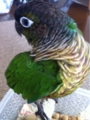 [Conure][ウロコインコ]