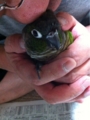 [Conure][ウロコインコ]