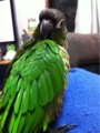 [Conure][ウロコインコ]