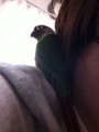 [Conure][ウロコインコ][ウロコインコ][インコ]くるみ（のほほほほーん）