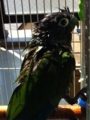 [Conure][ウロコインコ][ウロコインコ][インコ]くるみ（ツーンとおすまし）