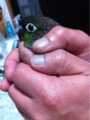 [Conure][ウロコインコ][ウロコインコ][インコ]くるみ（包まれてるー）