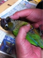 [Conure][ウロコインコ]