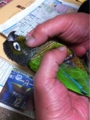 [Conure][ウロコインコ][ウロコインコ][インコ]くるみ（やべー）