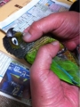 [Conure][ウロコインコ][ウロコインコ][インコ]くるみ（やべー）