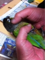 [Conure][ウロコインコ]