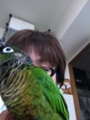 [Conure][ウロコインコ][ウロコインコ][インコ]くるみ（フレームアウトっ！）