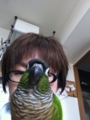 [Conure][ウロコインコ]