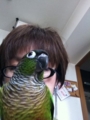 [Conure][ウロコインコ]