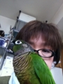 [Conure][ウロコインコ][ウロコインコ][インコ]くるみ（写真嫌いなのー！）