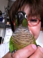 [Conure][ウロコインコ][ウロコインコ][インコ]くるみ（のびろーん）