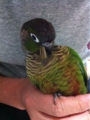 [Conure][ウロコインコ][ウロコインコ][インコ]くるみ（余裕のもふもふ）