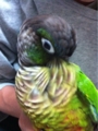 [Conure][ウロコインコ]