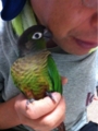 [Conure][ウロコインコ][ウロコインコ][インコ]くるみ（ヒゲ、抜いたげるー！）