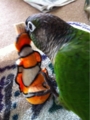 [Conure][ウロコインコ][ウロコインコ][インコ]くるみ（ニモちゃん！）