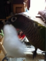 [Conure][ウロコインコ][ウロコインコ][インコ]くるみ（くーよりもふっちゃダメだよ！）