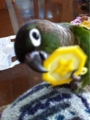 [Conure][ウロコインコ][ウロコインコ][インコ]くるみ（この子何なのー！）