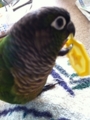 [Conure][ウロコインコ][ウロコインコ][インコ]くるみ（気に入ったぜいっ）