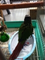 [Conure][ウロコインコ][ウロコインコ][インコ]くるみ（とっくにプール開き！）