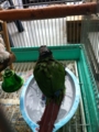 [Conure][ウロコインコ]