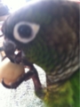 [Conure][ウロコインコ]