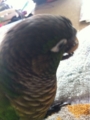 [Conure][ウロコインコ]