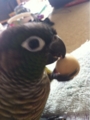 [Conure][ウロコインコ]