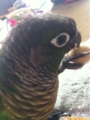 [Conure][ウロコインコ][ウロコインコ][インコ]くるみ（穴が魅力的なのー！）