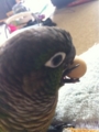 [Conure][ウロコインコ]