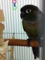 [Conure][ウロコインコ]