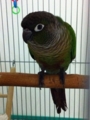 [Conure][ウロコインコ]