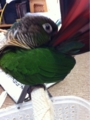 [Conure][ウロコインコ]