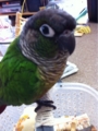 [Conure][ウロコインコ]